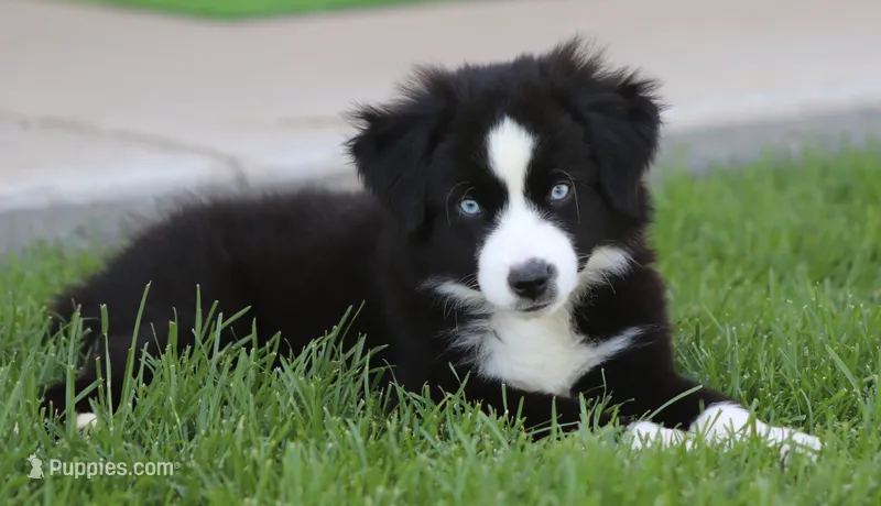 Laney BBM – Miniature Australian Shepherd puppy for sale in Delta, CO