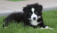 Laney BBM, a male Miniature Australian Shepherd for sale in Delta, CO – 1 of 6