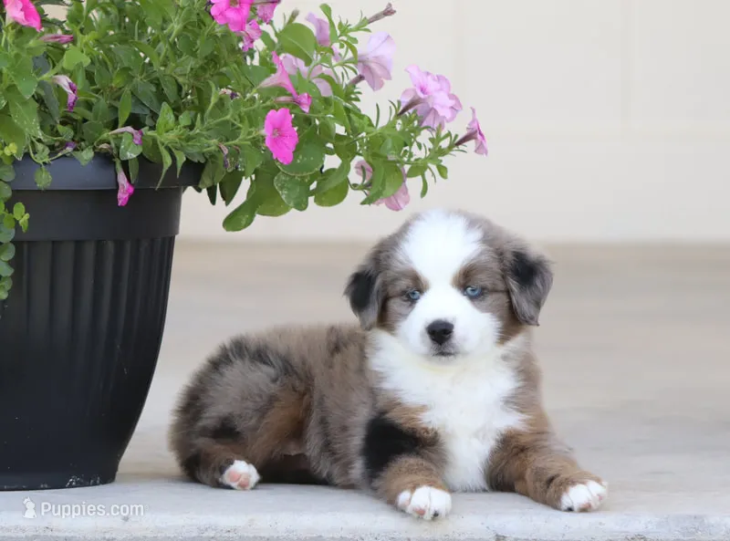 Destin BMM – Toy Australian Shepherd puppy for sale in Delta, CO