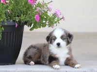 Destin BMM, a male Toy Australian Shepherd for sale in Delta, CO – 1 of 4