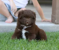 Destin RBF, a female Toy Australian Shepherd for sale in Delta, CO – 4 of 4