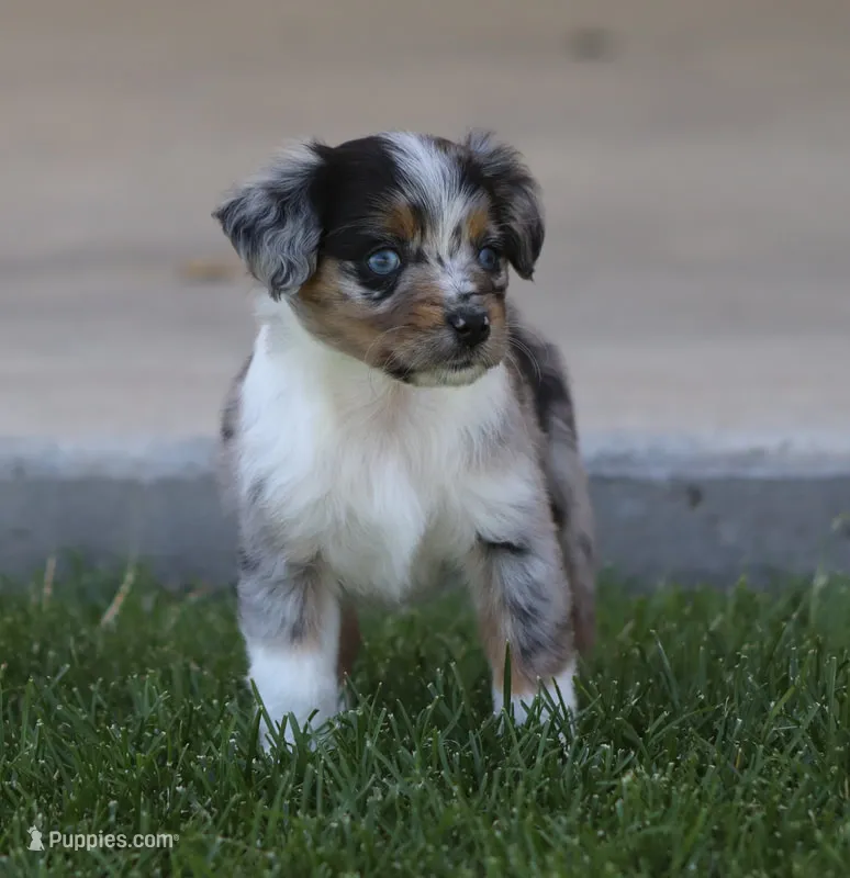 Snip BMF – Miniature Australian Shepherd puppy for sale in Delta, CO