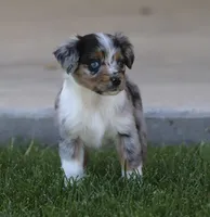 Snip BMF, a female Miniature Australian Shepherd for sale in Delta, CO – 1 of 4
