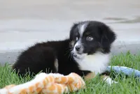 Laney BTM1, a male Toy Australian Shepherd for sale in Delta, CO – 2 of 3