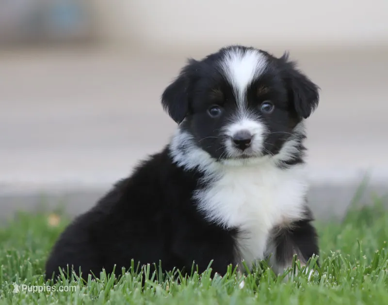 Laney BTM1 – Miniature Australian Shepherd puppy for sale in Delta, CO