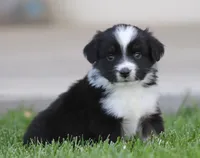 Laney BTM1, a male Miniature Australian Shepherd for sale in Delta, CO – 1 of 3
