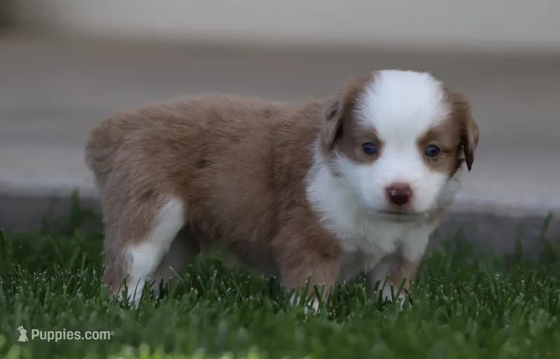 Laney RMM – Miniature Australian Shepherd puppy for sale in Delta, CO