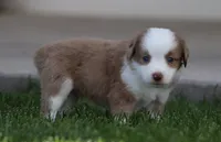 Laney RMM, a male Miniature Australian Shepherd for sale in Delta, CO – 1 of 3