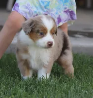 Molly RMM, a male Miniature Australian Shepherd for sale in Delta, CO – 10 of 10