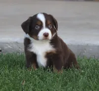 Molly RTM, a male Miniature Australian Shepherd for sale in Delta, CO – 3 of 5