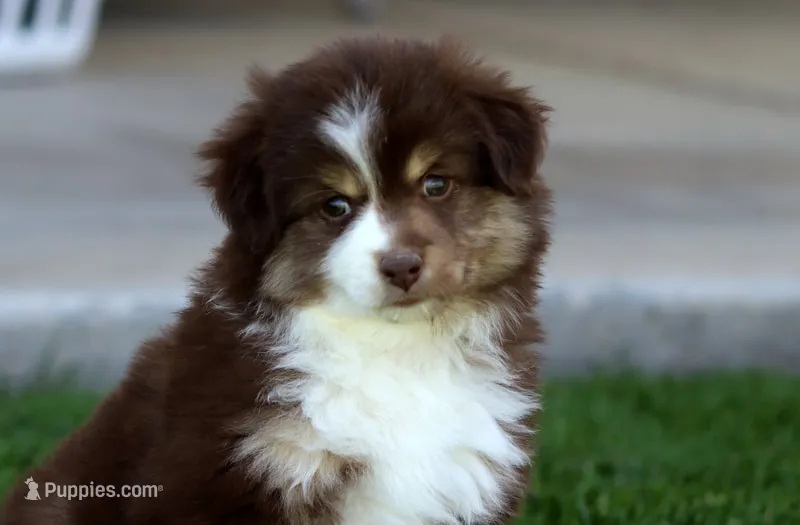 Poppy – Miniature Australian Shepherd puppy for sale in Delta, CO