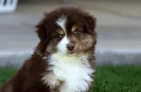 Poppy, a female Miniature Australian Shepherd for sale in Delta, CO – 1 of 4