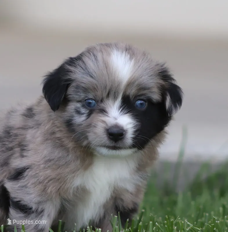 Laney BMF 2 – Miniature Australian Shepherd puppy for sale in Delta, CO