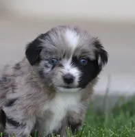 Laney BMF 2, a female Miniature Australian Shepherd for sale in Delta, CO – 1 of 4