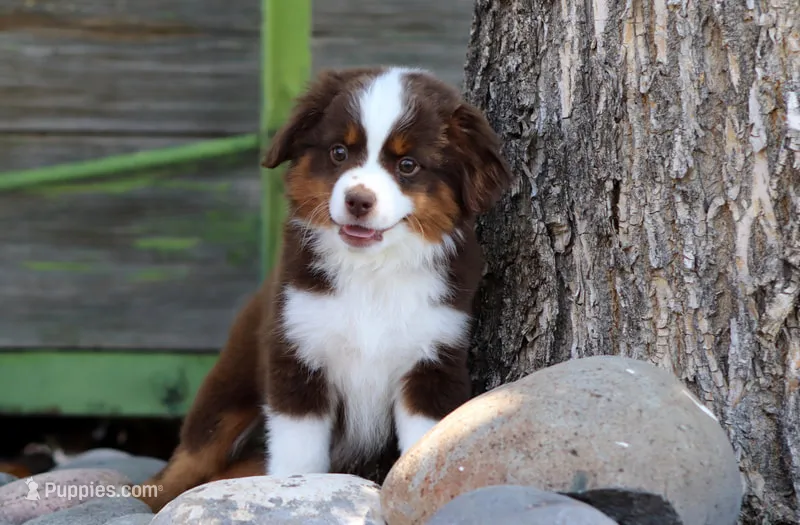 Lynx – Toy Australian Shepherd puppy for sale in Delta, CO