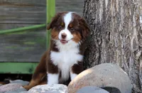 Lynx, a male Toy Australian Shepherd for sale in Delta, CO – 1 of 4
