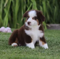Joy RTM, a male Toy Australian Shepherd for sale in Delta, CO – 2 of 4