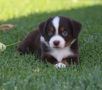 Molly RTM, a male Miniature Australian Shepherd for sale in Delta, CO – 1 of 5