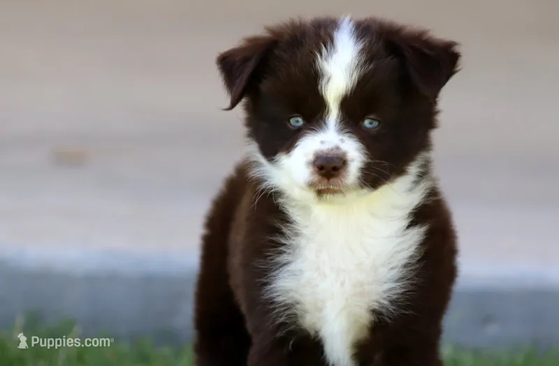 Buck – Toy Australian Shepherd puppy for sale in Delta, CO