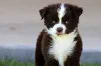 Buck, a male Toy Australian Shepherd for sale in Delta, CO – 1 of 4