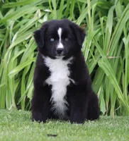 Medina BBM, a male Miniature Australian Shepherd for sale in Delta, CO – 3 of 6