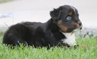 Snip BTM, a male Miniature Australian Shepherd for sale in Delta, CO – 2 of 4