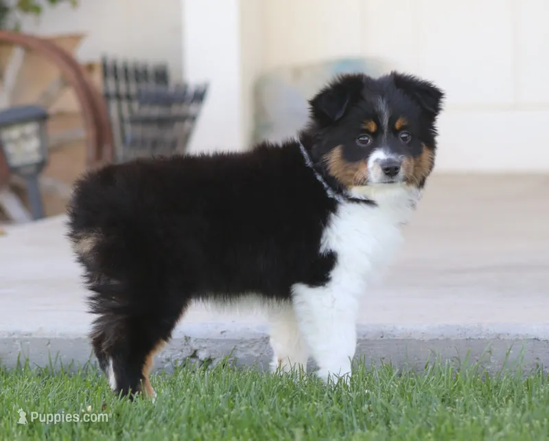 Boots BTF – Toy Australian Shepherd puppy for sale in Delta, CO