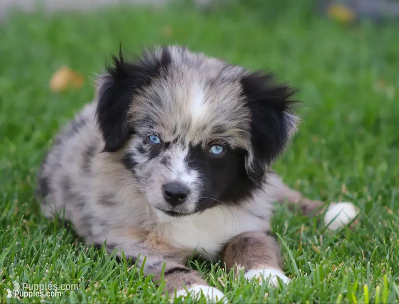 Dixie BMF 2 – Miniature Australian Shepherd puppy for sale in Delta, CO