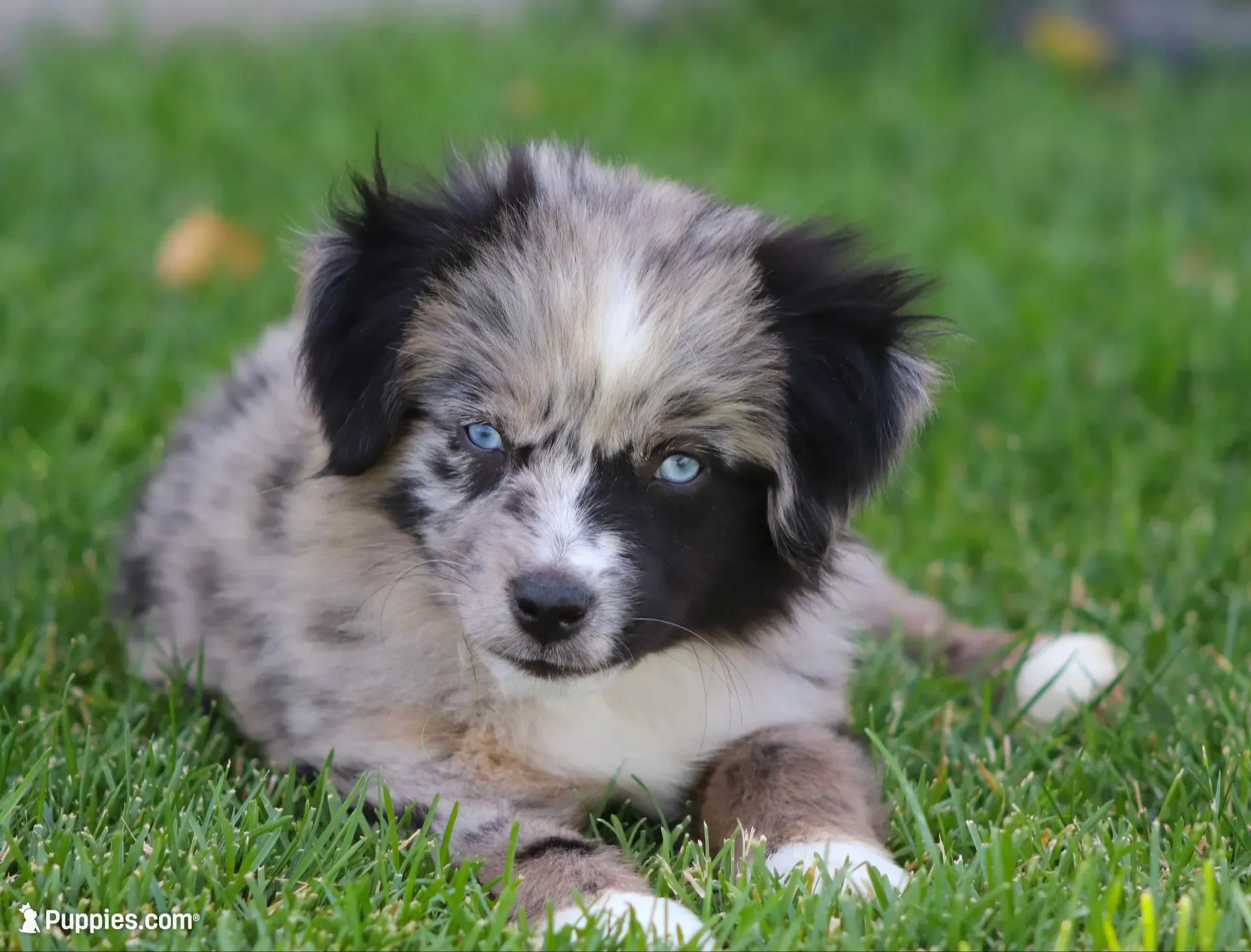 Dixie BMF 2, a female Miniature Australian Shepherd for sale in Delta, CO – 1 of 7