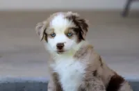 Mena, a female Toy Australian Shepherd for sale in Delta, CO – 4 of 4