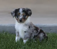 Snip BMF, a female Miniature Australian Shepherd for sale in Delta, CO – 2 of 4