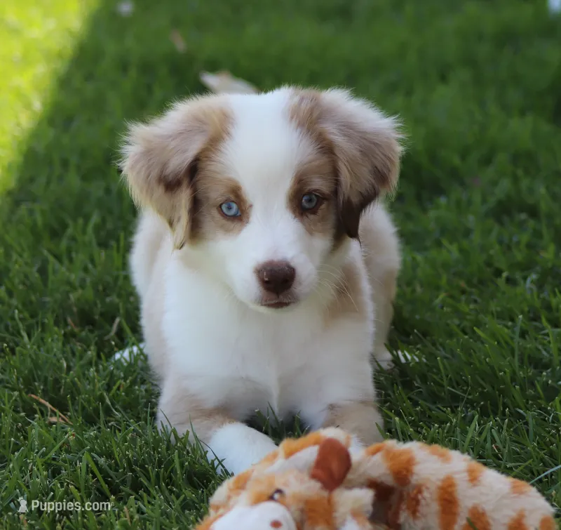 Laney RMM – Miniature Australian Shepherd puppy for sale in Delta, CO