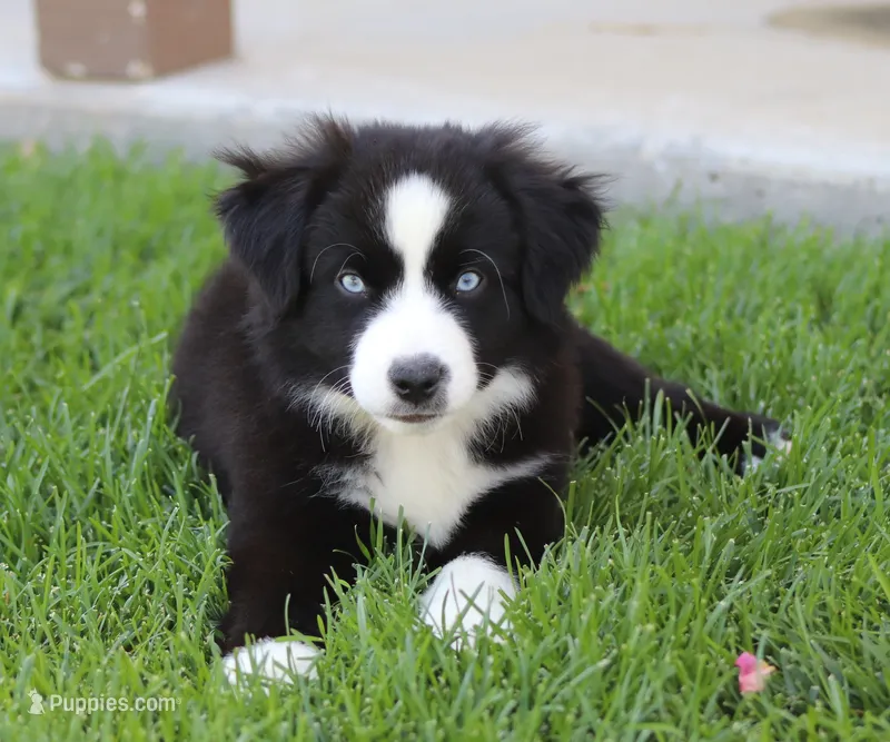 Laney BBM – Miniature Australian Shepherd puppy for sale in Delta, CO
