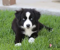 Laney BBM, a male Miniature Australian Shepherd for sale in Delta, CO – 2 of 6