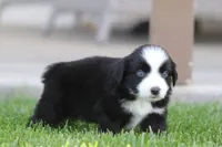 Laney BBM, a male Miniature Australian Shepherd for sale in Delta, CO – 3 of 3
