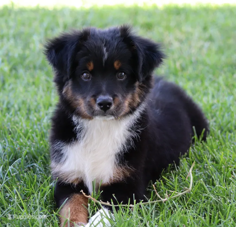 Snip BTM – Miniature Australian Shepherd puppy for sale in Delta, CO