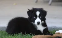 Laney BBM, a male Miniature Australian Shepherd for sale in Delta, CO – 4 of 6