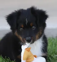 Snip BTM, a male Miniature Australian Shepherd for sale in Delta, CO – 5 of 10