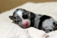 processed/d05ed23b-1a5e-4362-8a3b-8e91a07c8eb1/listing/a148e801-336b-4345-af03-6cb194f03426/99b96ccb-04a3-4289-b5e5-60ccd6ffc41d