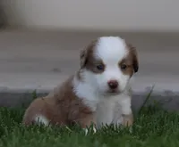 Laney RMM, a male Miniature Australian Shepherd for sale in Delta, CO – 3 of 3