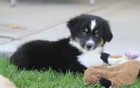 Laney BTM2, a male Miniature Australian Shepherd for sale in Delta, CO – 4 of 6