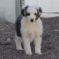 Whitee, a male Miniature Australian Shepherd for sale in Delta, CO – Photo 1 of 6