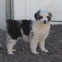 Whitee, a male Miniature Australian Shepherd for sale in Delta, CO – Photo 2 of 6