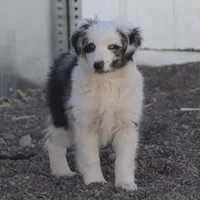 Whitee, a male Miniature Australian Shepherd for sale in Delta, CO – Photo 4 of 6