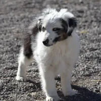 Whitee, a male Miniature Australian Shepherd for sale in Delta, CO – Photo 3 of 6