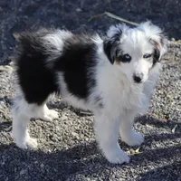 Whitee, a male Miniature Australian Shepherd for sale in Delta, CO – Photo 6 of 6