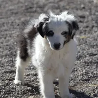 Whitee, a male Miniature Australian Shepherd for sale in Delta, CO – Photo 5 of 6