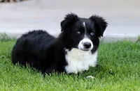 Winter, a female Miniature Australian Shepherd for sale in Delta, CO – 2 of 9