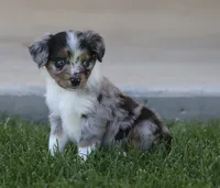 Snip BMF, a female Miniature Australian Shepherd for sale in Delta, CO – 3 of 4