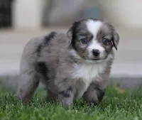 Laney BMF 4, a female Miniature Australian Shepherd for sale in Delta, CO – 3 of 4